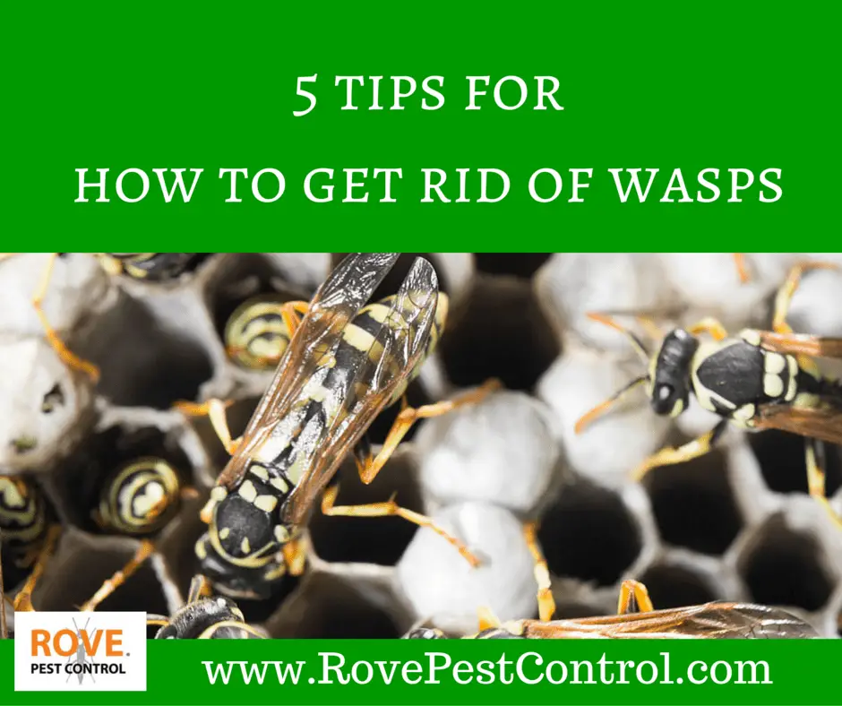 5 tips for how to get rid of wasps
