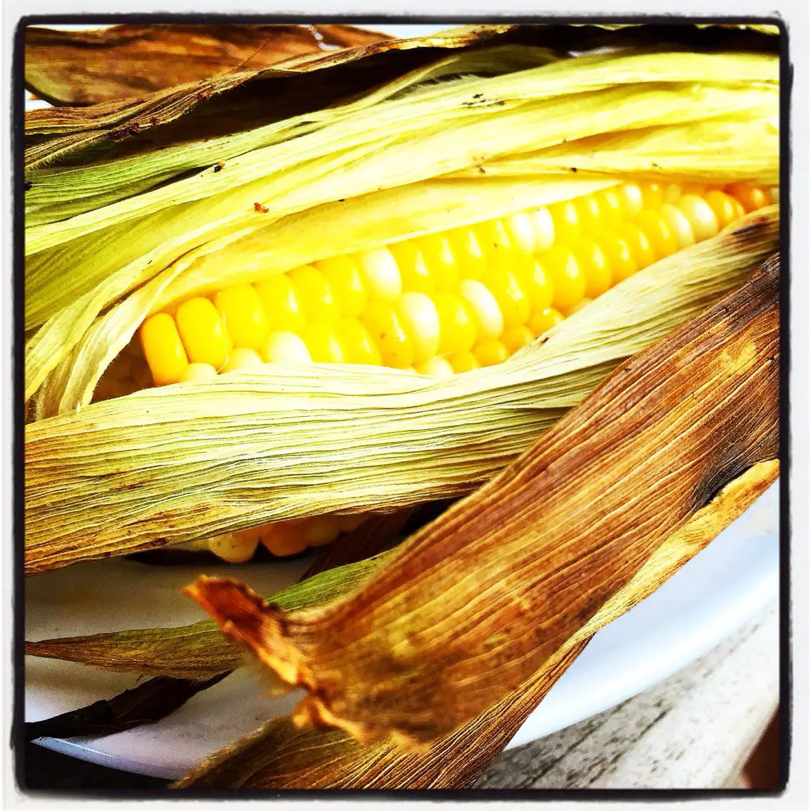 Grilled corn roasted in its own husks.